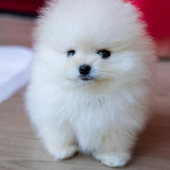 Pomeranian Puppy For Sale - Seaside Pups
